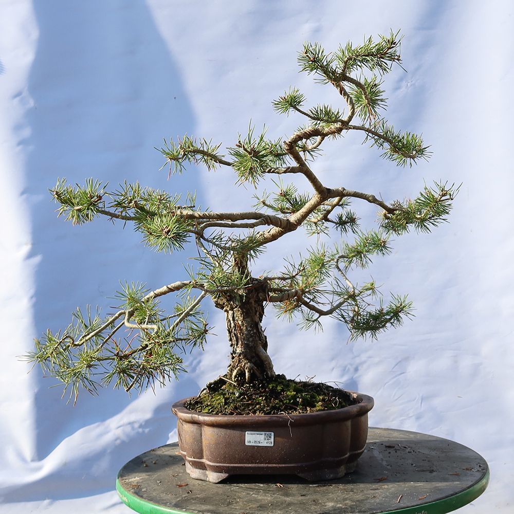 Pinus sylvestris Španielsko – borovica lesná