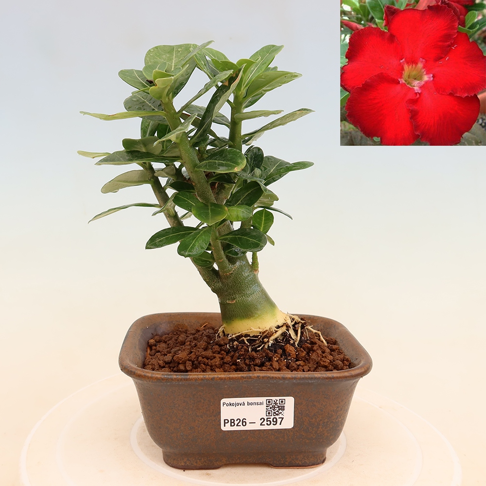 Izba bonsai – Adenium obesum Red Star – Púštna ruža