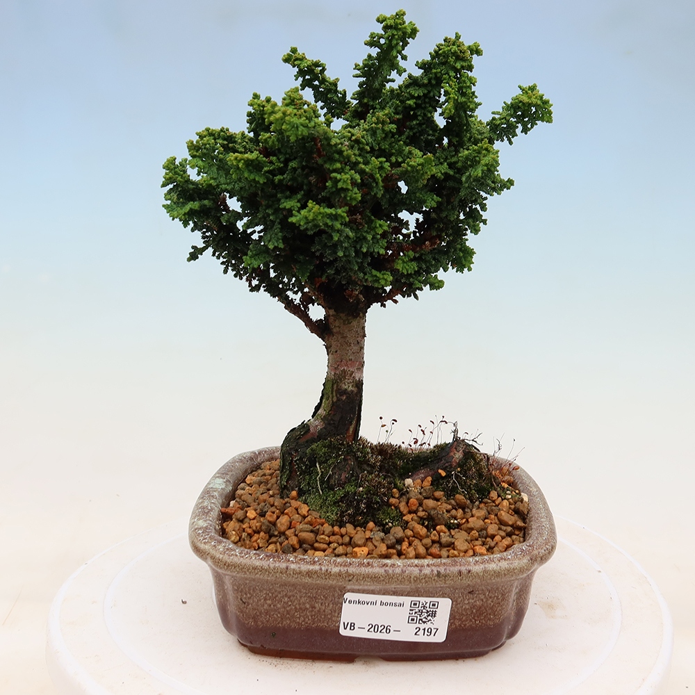 Vonkajší bonsaj - Cham. obtusa SEKKA HINOKI - Cypruštek