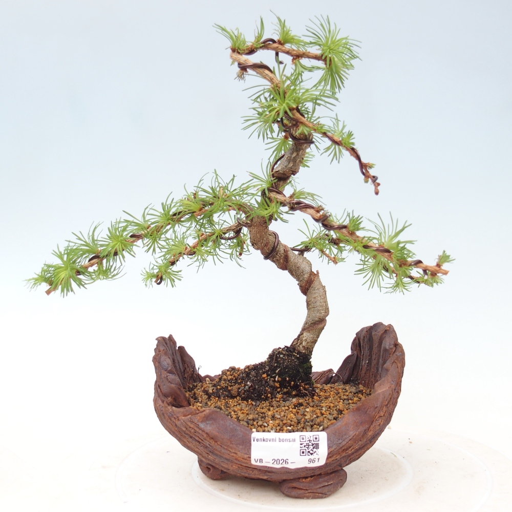 Vonkajšie bonsaje - Larix Kaempferi - Japonský smrekovec