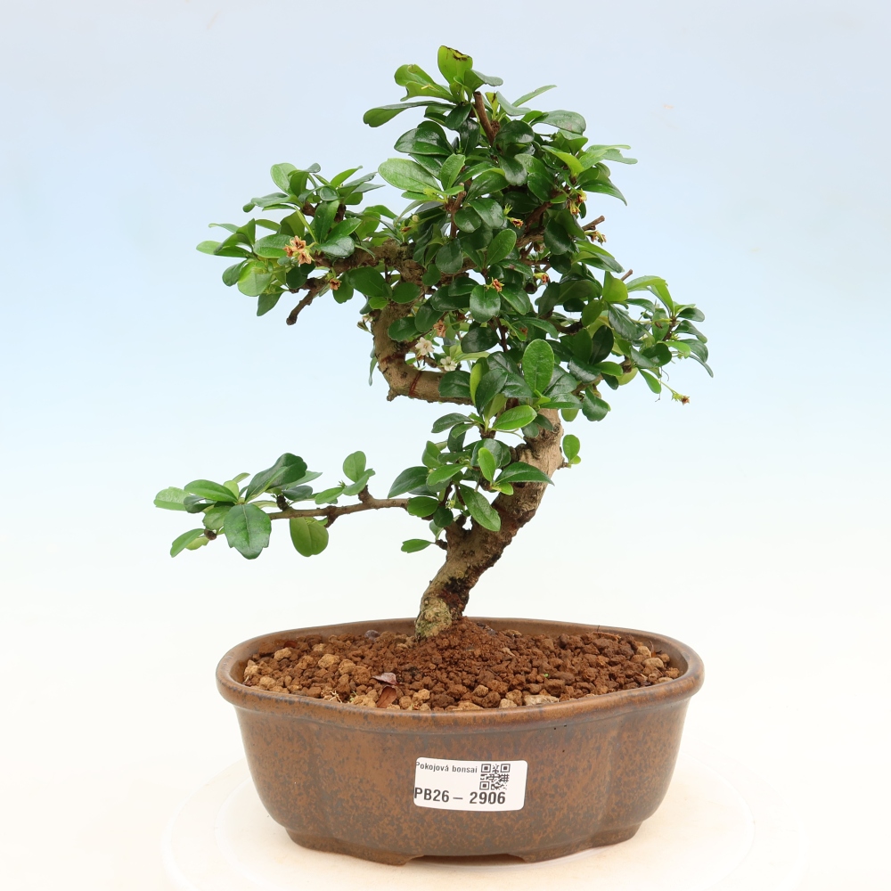 Izbové bonsaje - Carmona macrophylla - Tea fuki