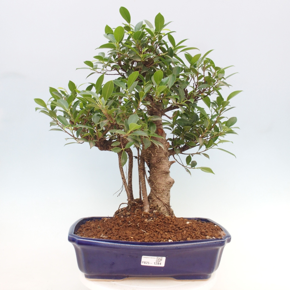 Izbová bonsai - Ficus kimmen - malolistý fikus