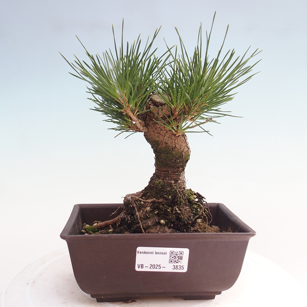 Vonkajšie bonsaje - Pinus thunbergii - borovica Thunbergova