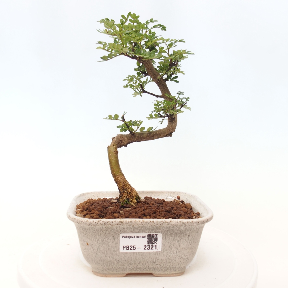 Izbová bonsai - Zantoxylum piperitum - korenistý