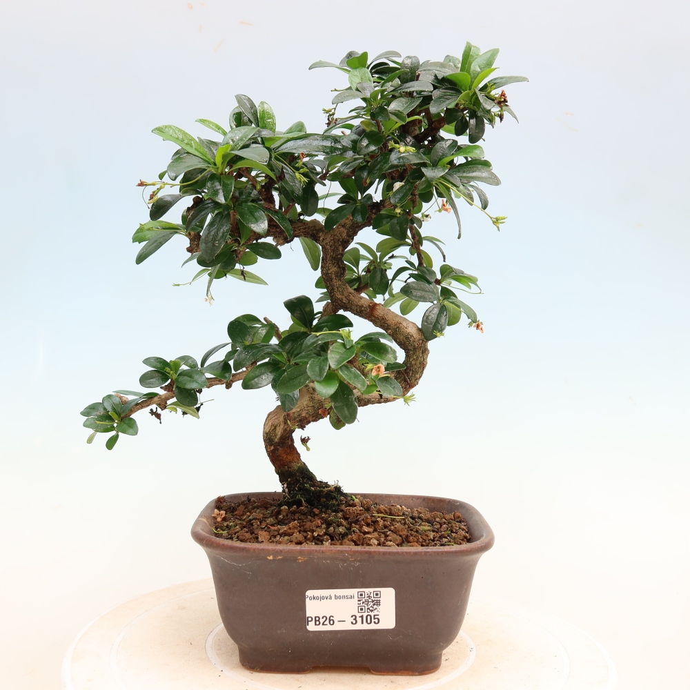 Izbové bonsaje - Carmona macrophylla - Tea fuki