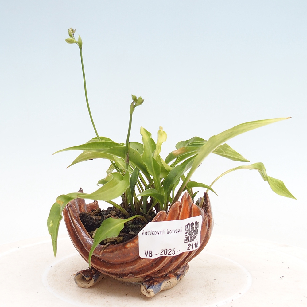 Vonkajšie bonsai - Mini Hosta - Bohyška