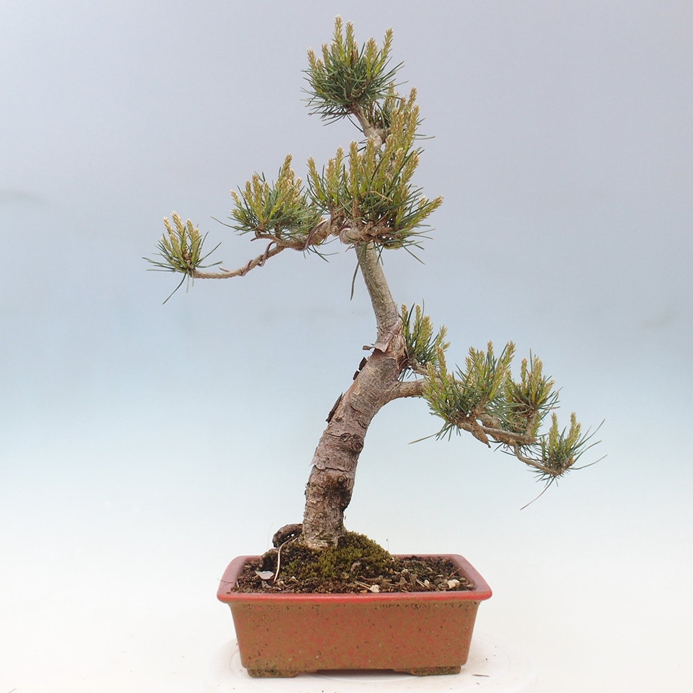 Vonkajšie bonsai - Pinus Sylvestris - Borovica lesná