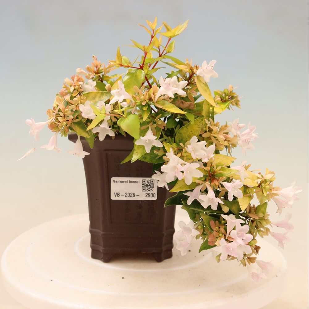 Vonkajší bonsai – Abelia gr. Kleidoscope – Abélie veľkokvetá