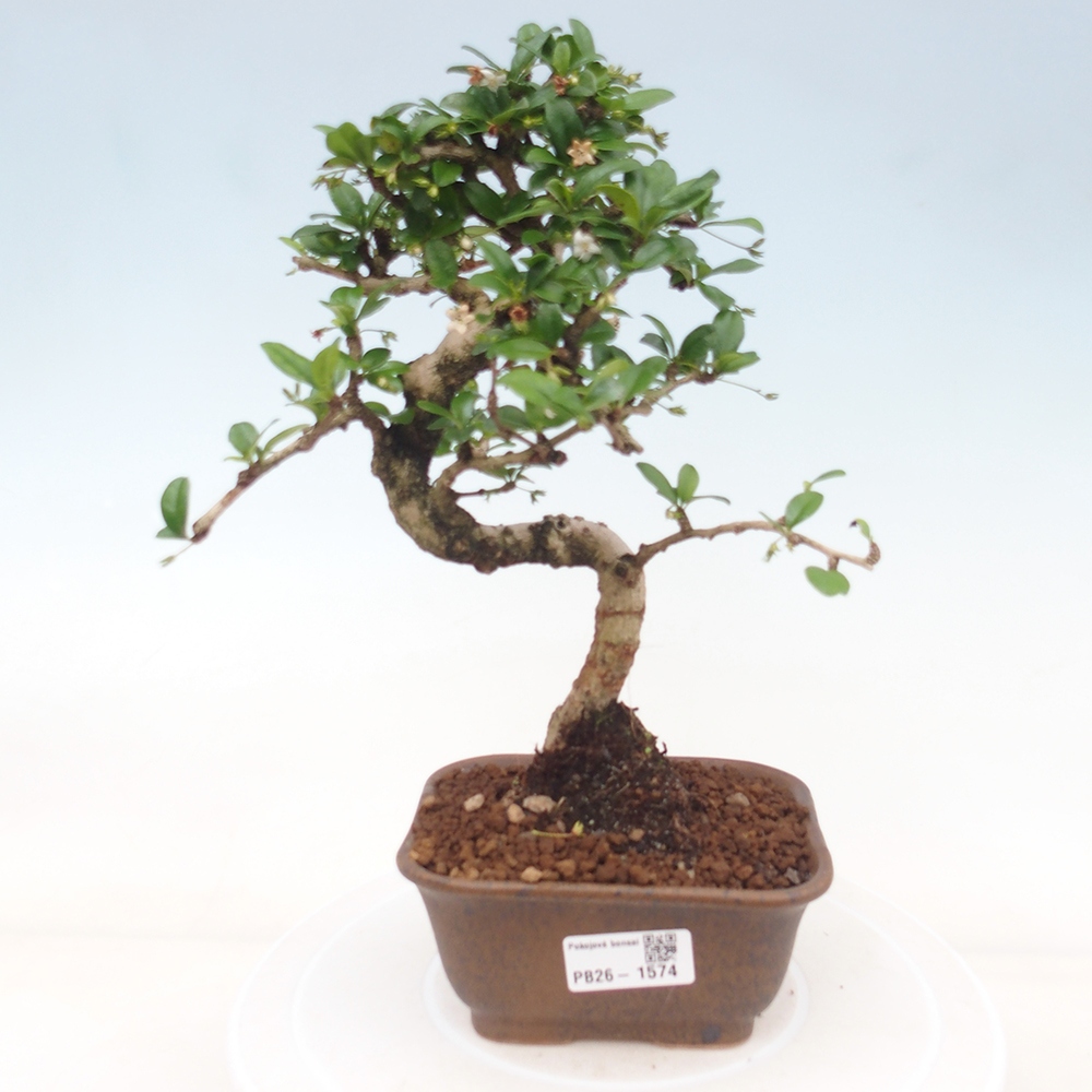 Izbové bonsaje - Carmona macrophylla - Tea fuki