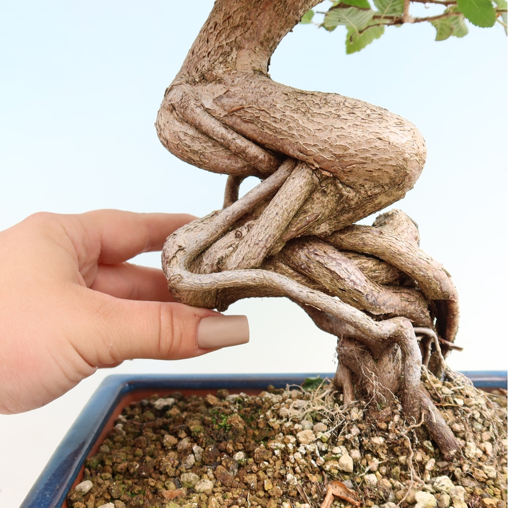 Vonkajšie bonsaje -Carpinus CARPINOIDES - Hrab kórejský
