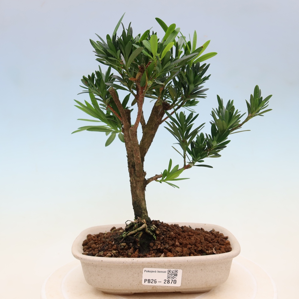 Izbové bonsaje - Podocarpus - Kamenný tis