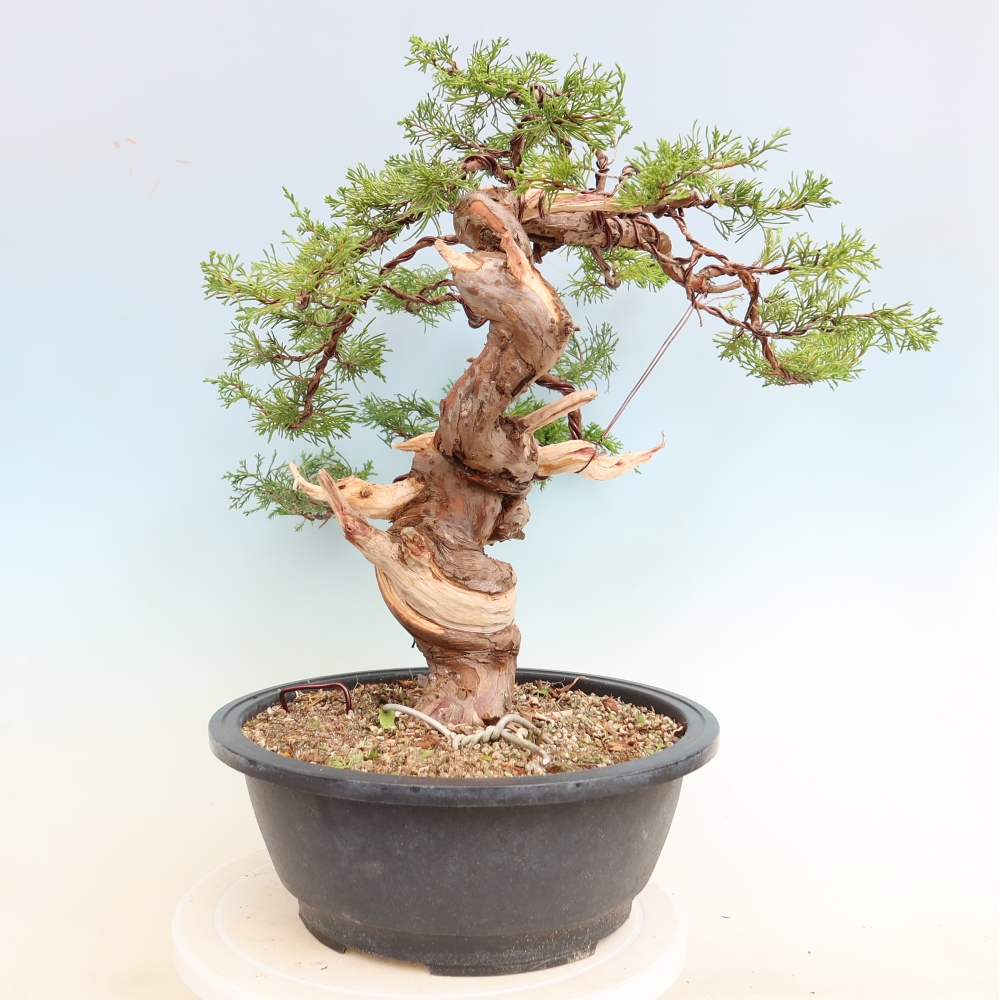 Vonkajší bonsai – Juniperus chinensis Itoigawa – čínsky jalovec
