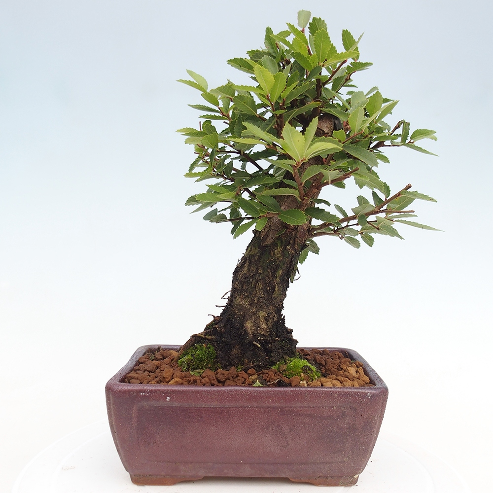 Vonkajšie bonsai - Zelkova - Zelkova Nirom