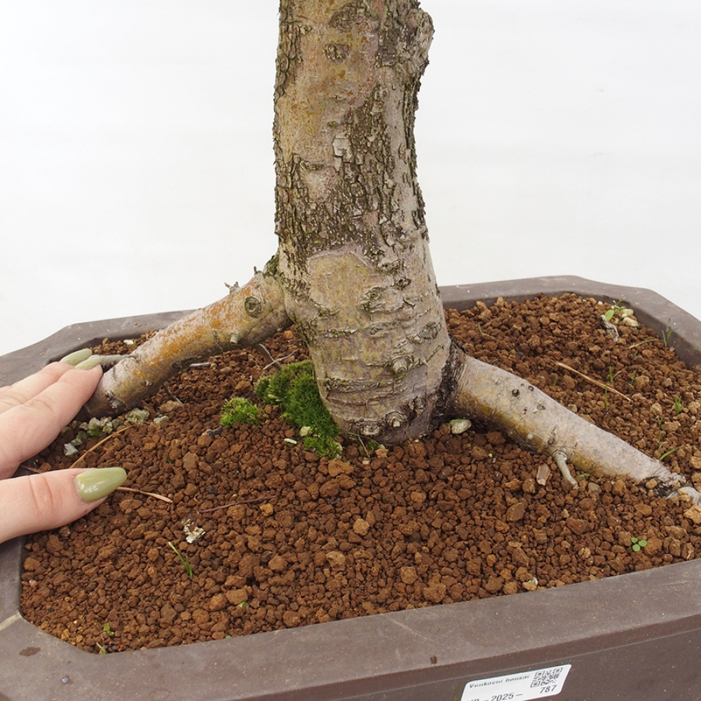 Vonkajší bonsai - Hloh - Crataegus monogyna