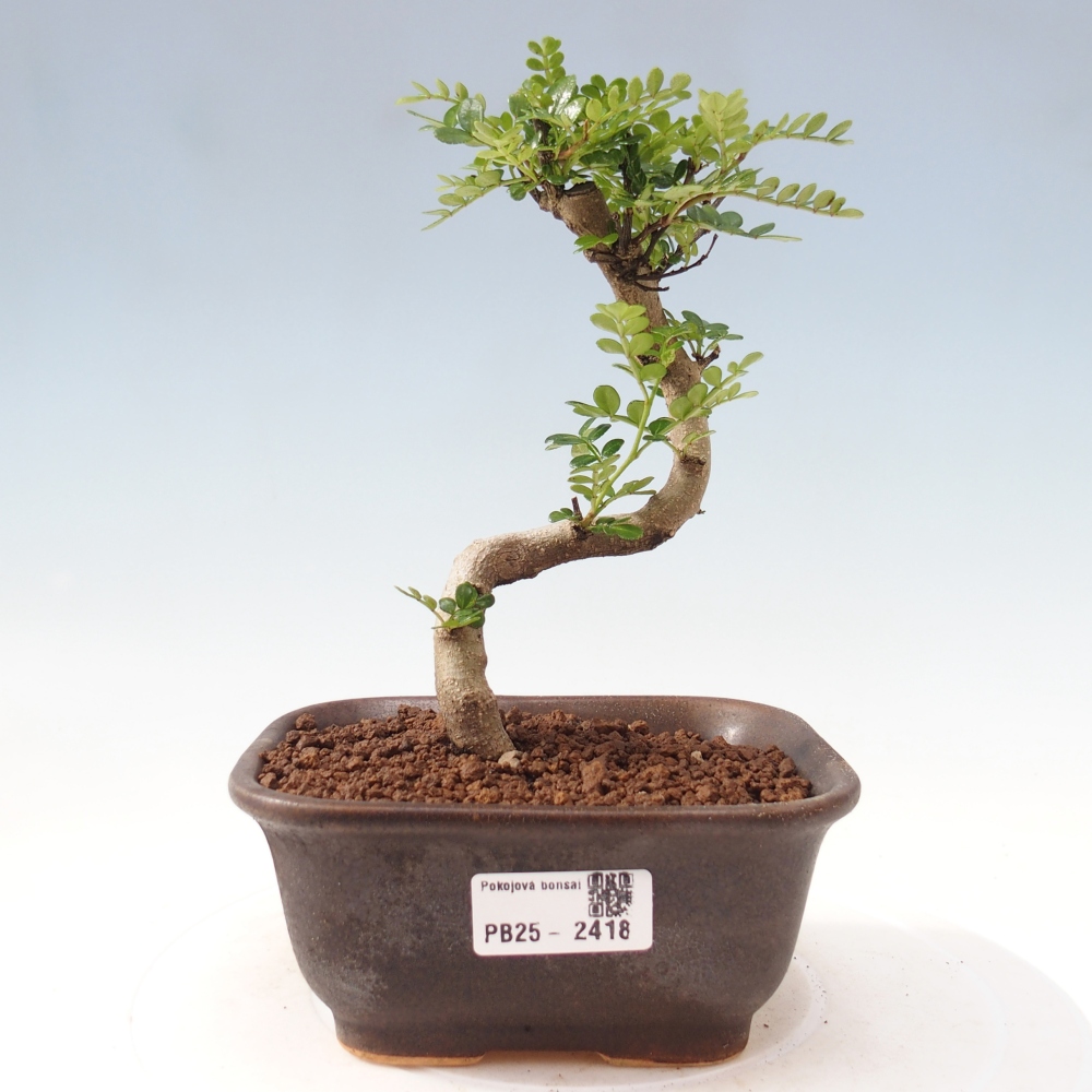 Izbová bonsai - Zantoxylum piperitum - korenistý
