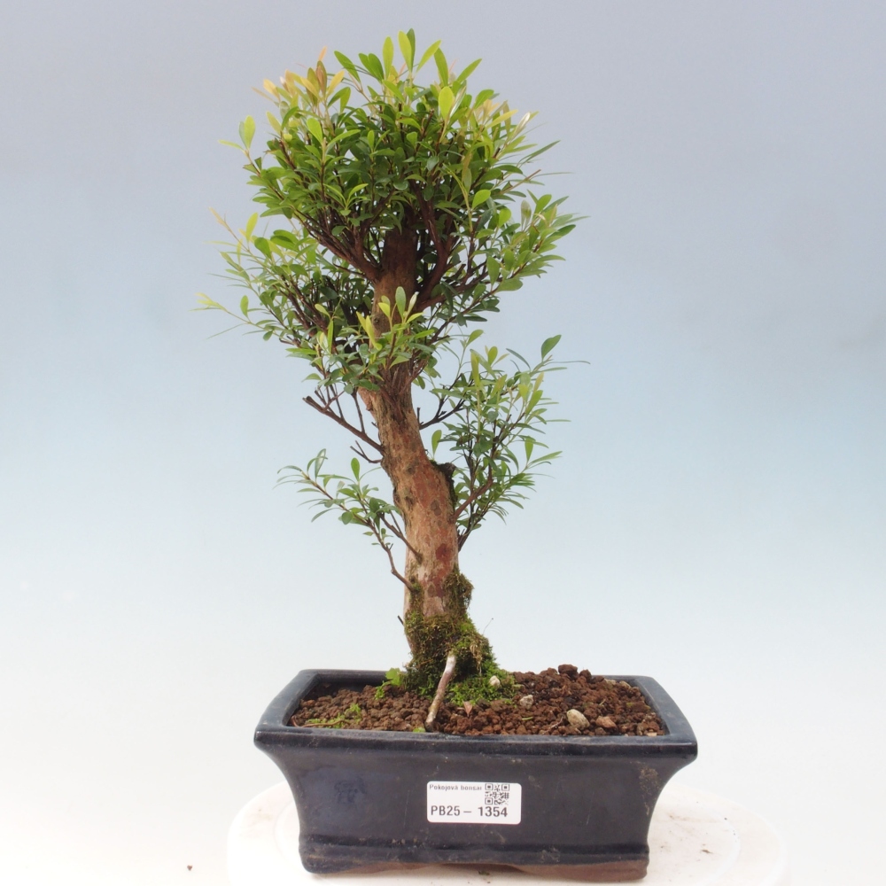 Izbová bonsai - Syzygium - pimentovníka