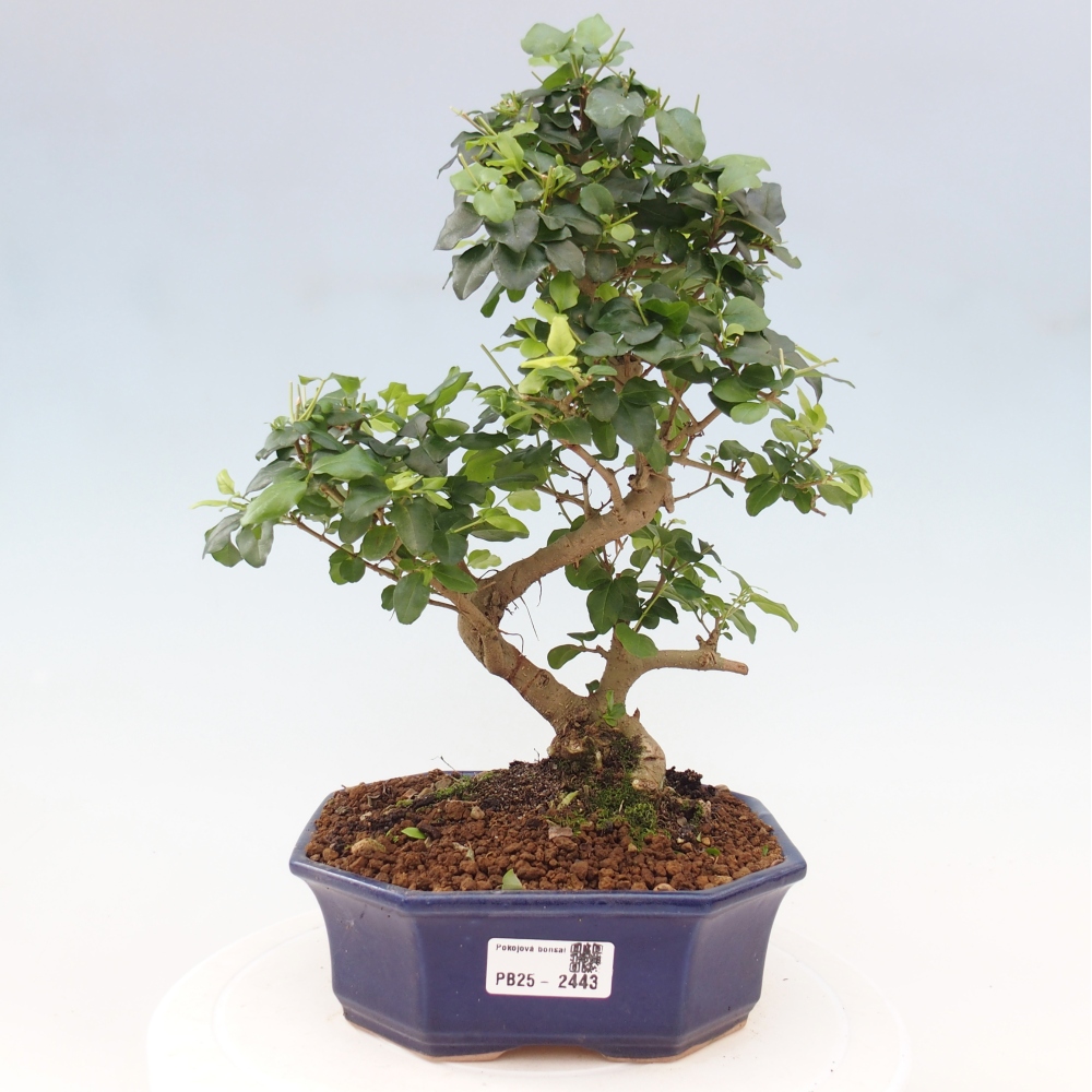 Izbová bonsai -Ligustrum chinensis - Vtáčí zob