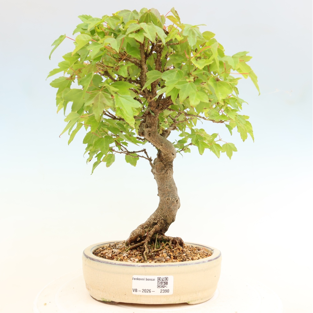 Vonkajšie bonsaje - Javor Burger - Acer Burgerianum