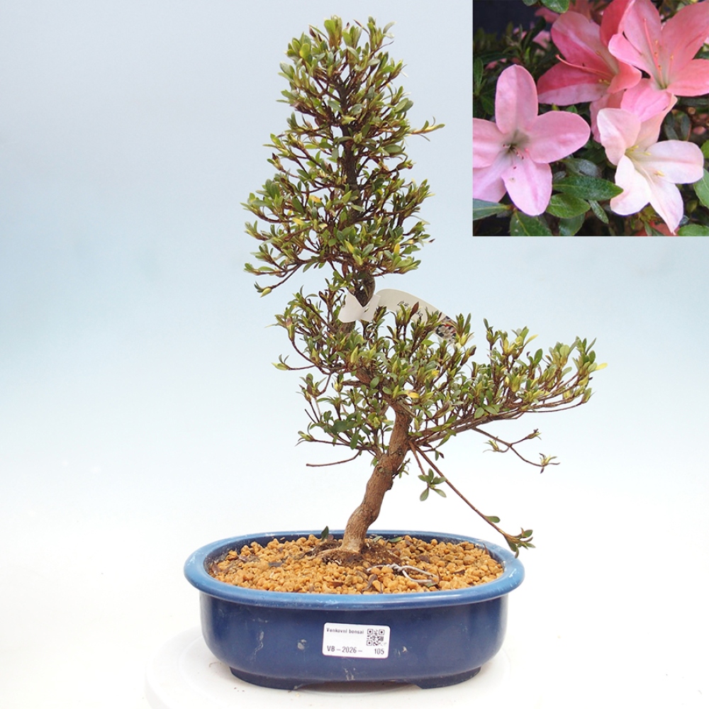 Vonkajšie bonsaje - Japonské azalky - Azalea Nikko