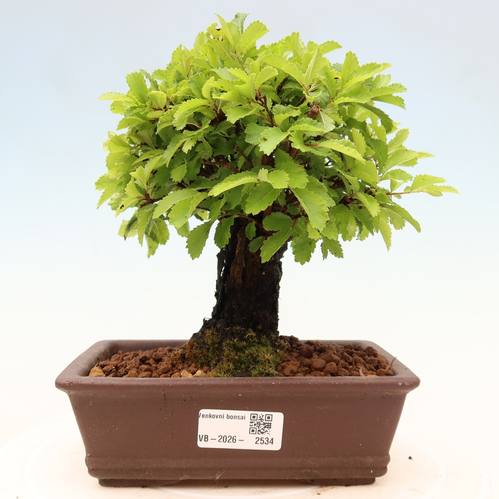 Vonkajšie bonsaje - Zelkova - Zelkova NIRE