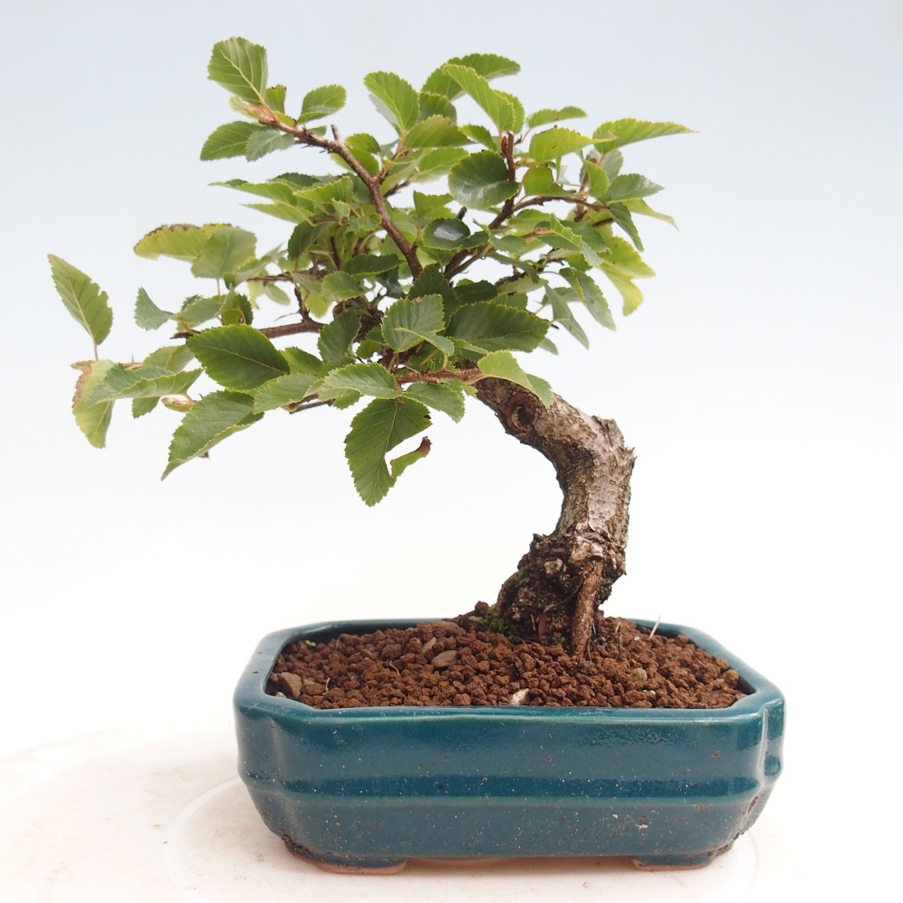 Vonkajší bonsai -Carpinus CARPINOIDES - Hrab kórejský
