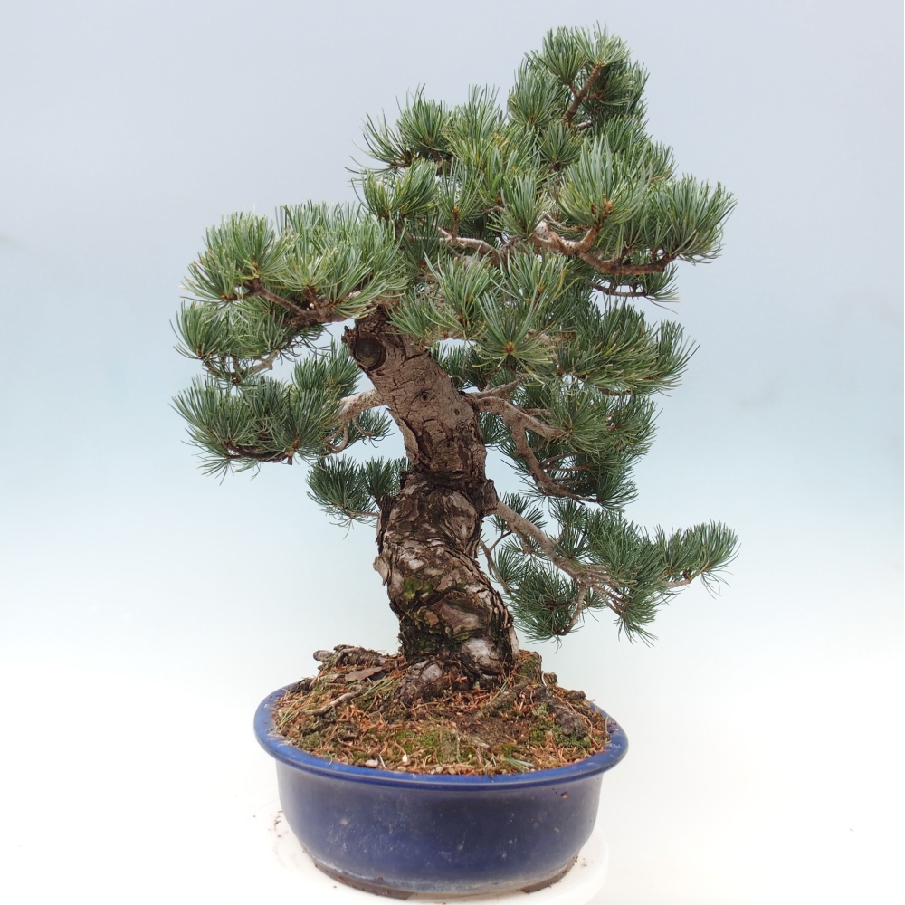 Vonkajšie bonsai - Pinus parviflora - Borovica drobnokvetá