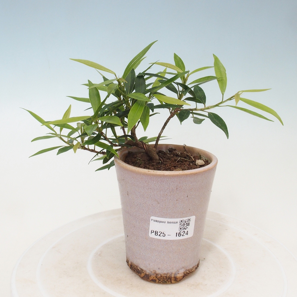 Izbová bonsai - Ficus nerifolia - malolistý fikus