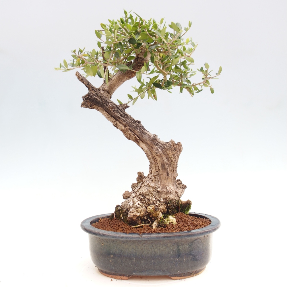 Izbová bonsai - Olea europaea sylvestris -Oliva evropská drobnolistá
