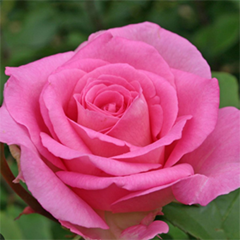 Vonkajšie bonsaje – Rosa Kordes – ruže