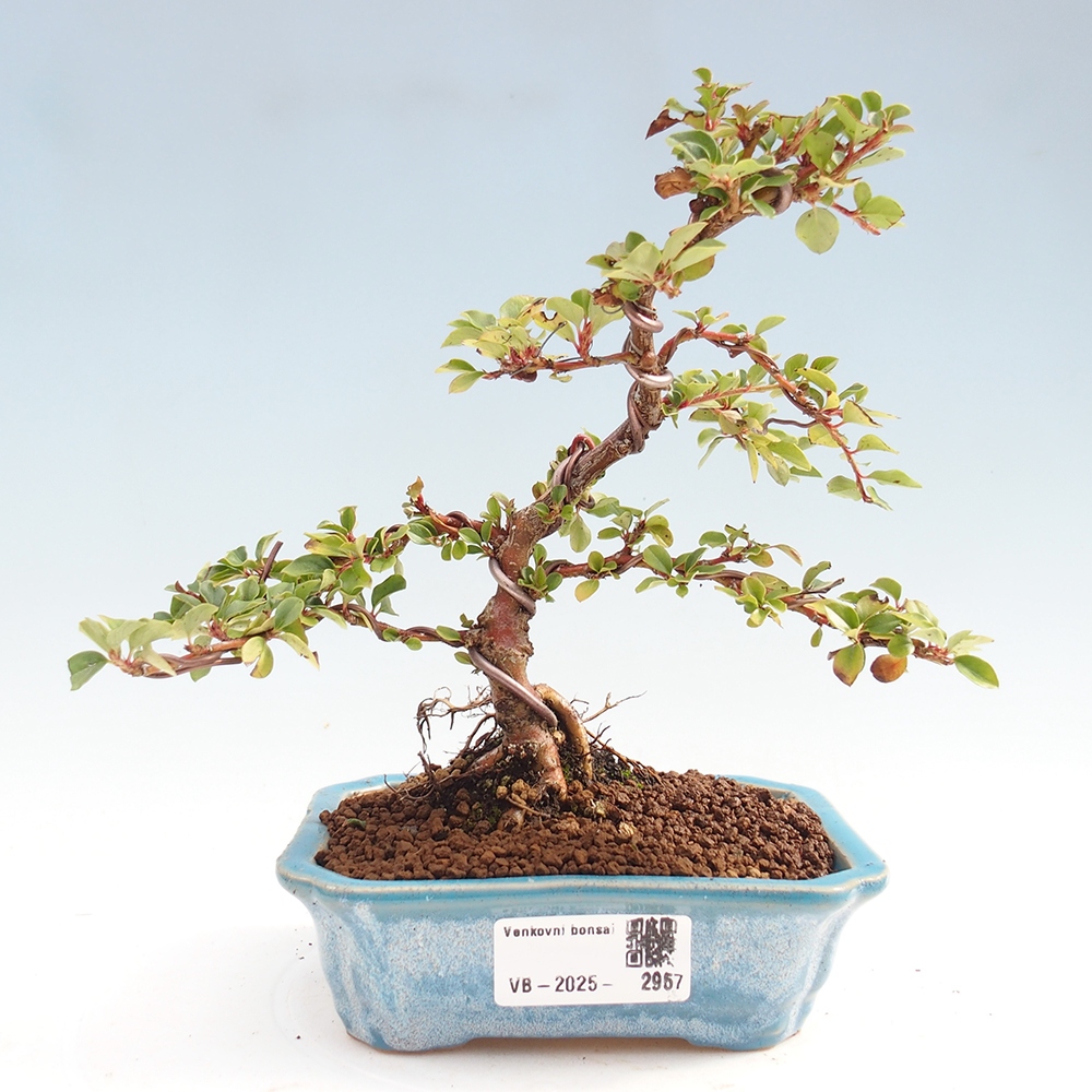 Vonkajší bonsai - Cotoneaster horizontalis - Skalník