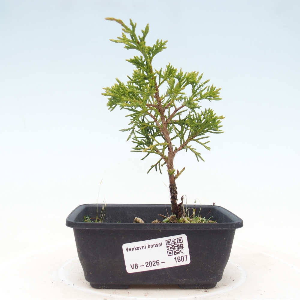Vonkajší bonsaj - Juniperus chinensis Itoigawa