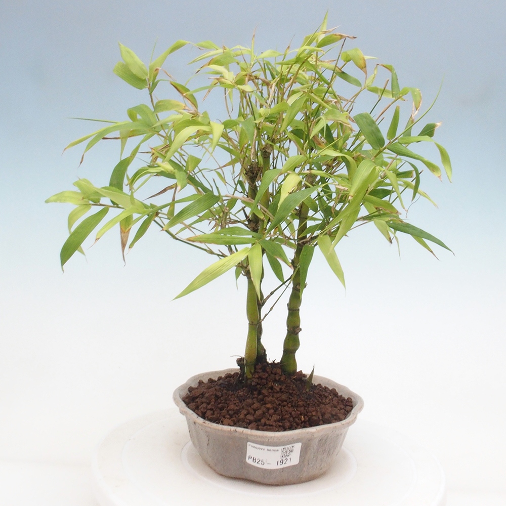 Izbová bonsai - Bambus budha-Bambus budhovo brucho