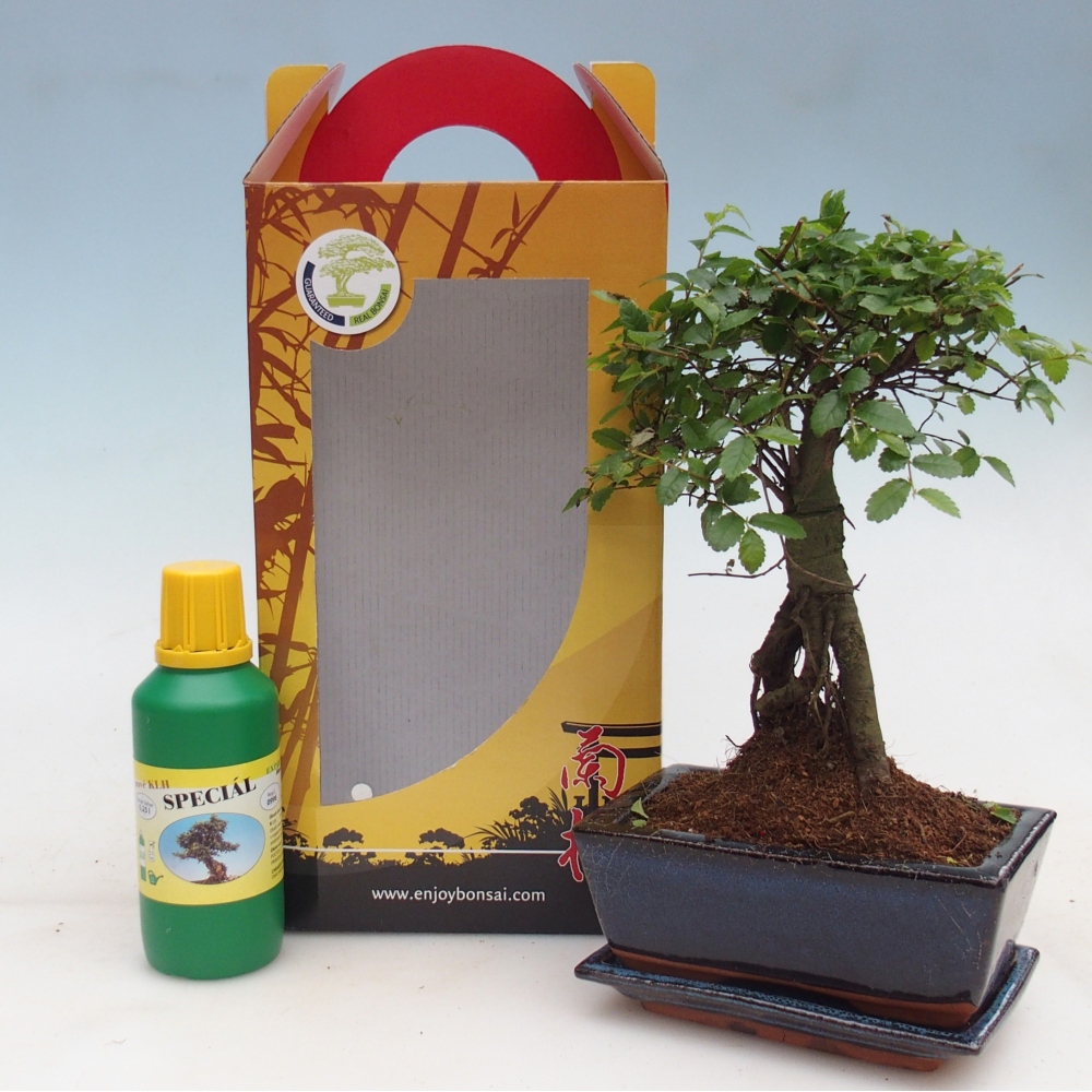 Ulmus parvifolia - brest čínsky