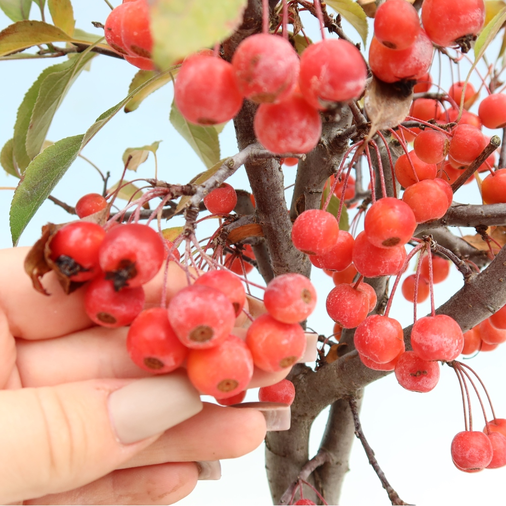 Vonkajšia bonsaj -Malus domestica - Maloplodá jabloň s červenými listami