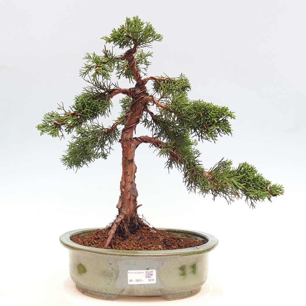 Vonkajšie bonsai - Juniperus chinensis Kishu -Jalovec čínsky