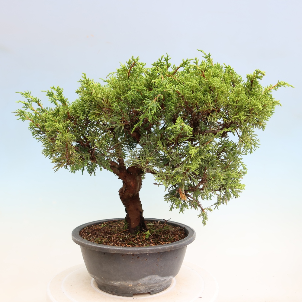 Vonkajší bonsai – Juniperus chinensis Itoigawa – čínsky jalovec