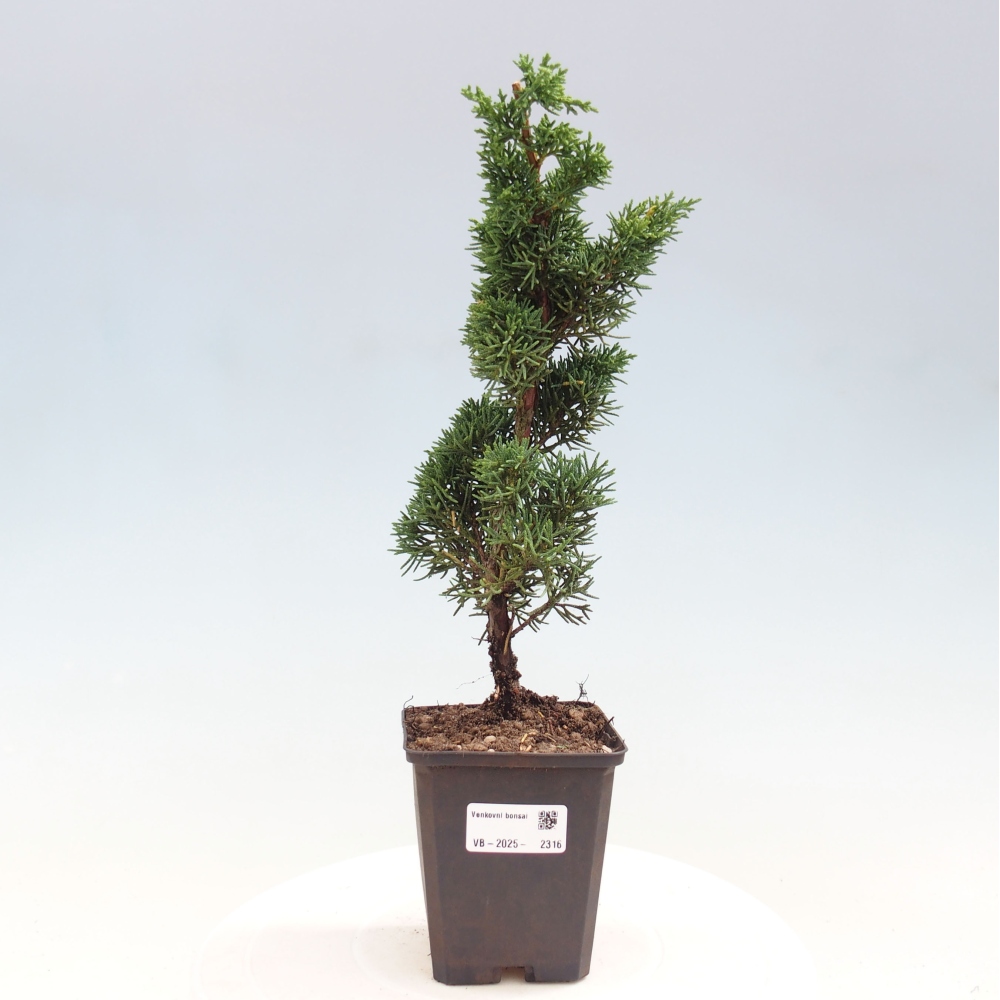 Vonkajšie bonsai - Juniperus chinensis Kishu -Jalovec čínsky