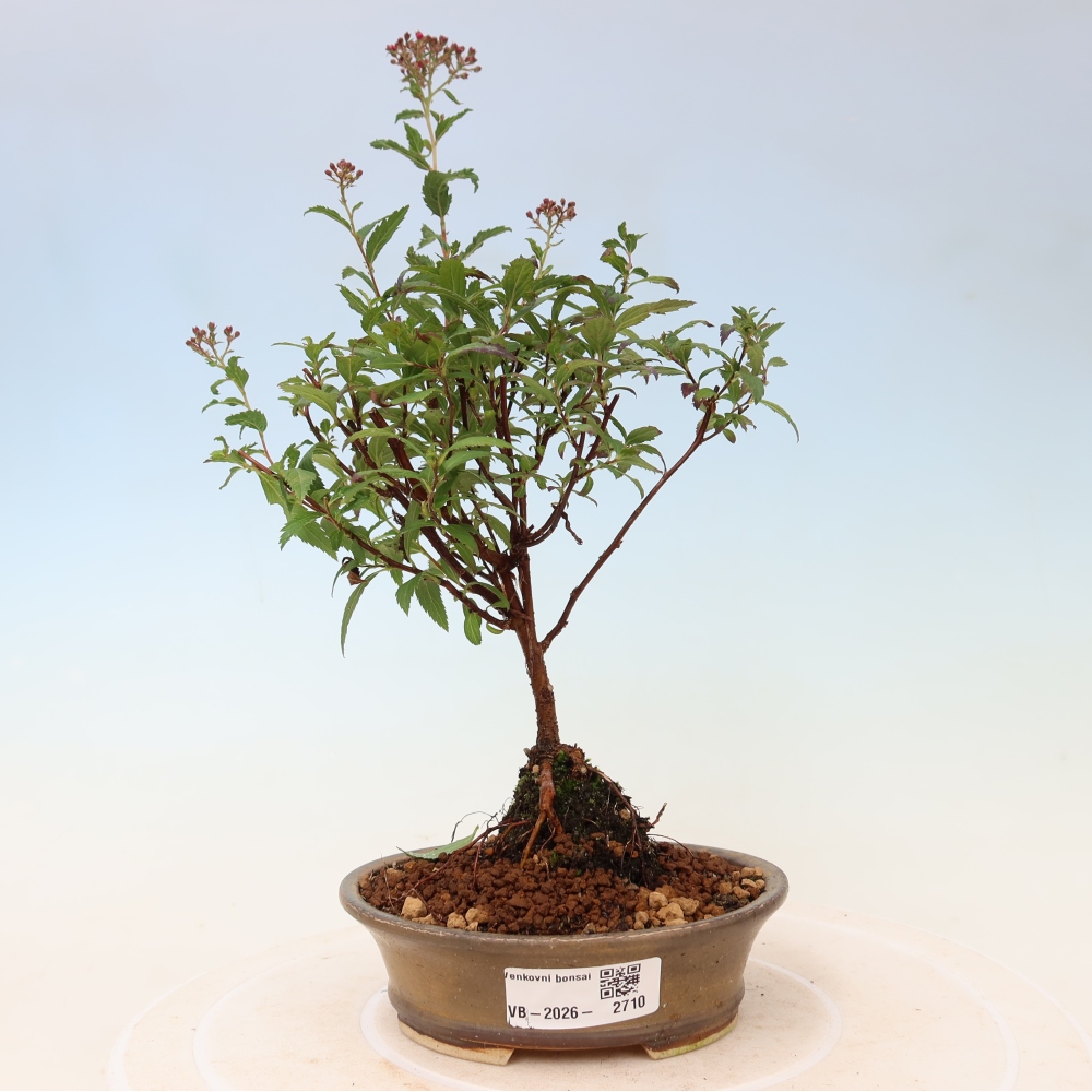 Vonkajší bonsai – spirea japonská – Spirea japonica Anthony Waterer