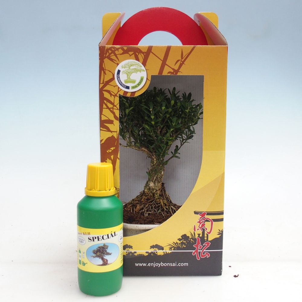 Izbový bonsaj v darčekovej krabici Buxus harlandii - korkový buxus