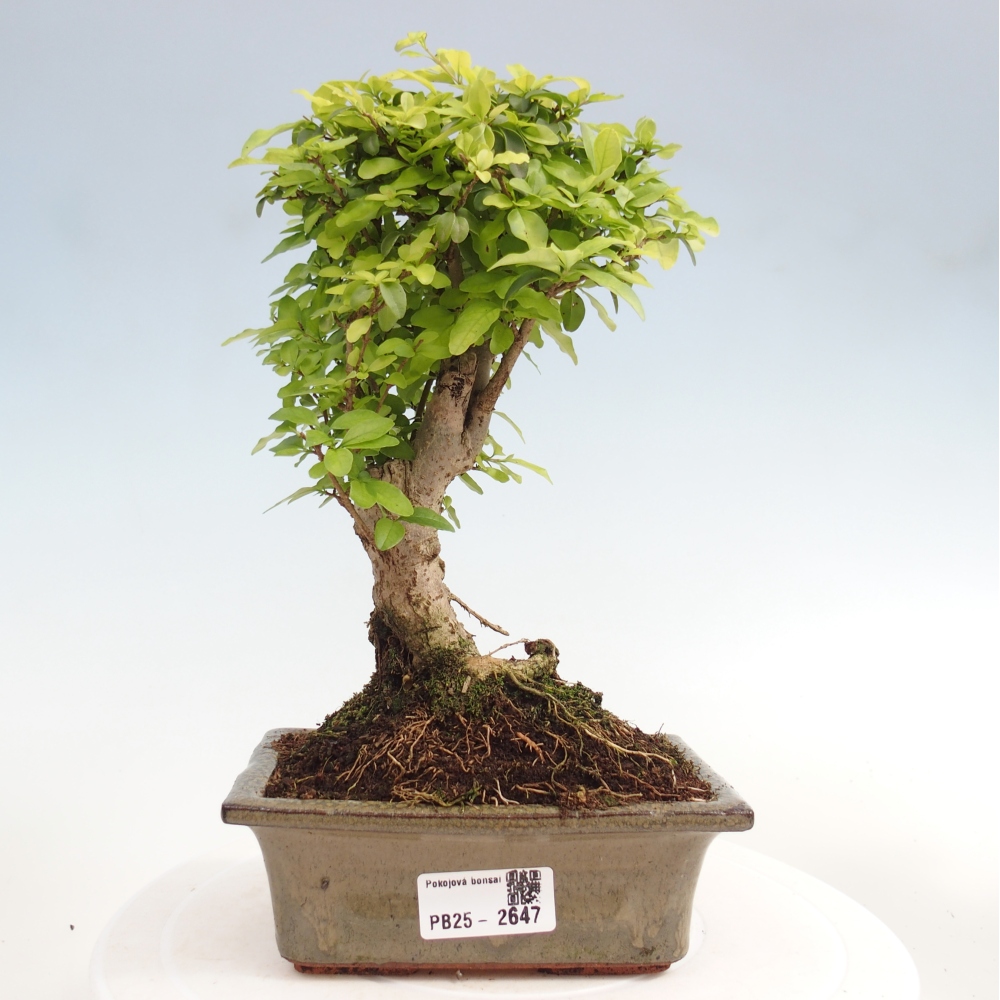 Izbová bonsai -Ligustrum chinensis - Vtáčí zob