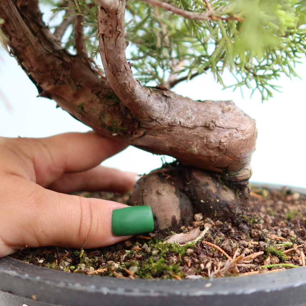 Vonkajší bonsai – Juniperus chinensis Itoigawa – čínsky jalovec