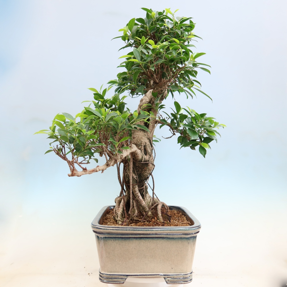 Izbové bonsaje - Ficus kimmen - drobnolistý fikus