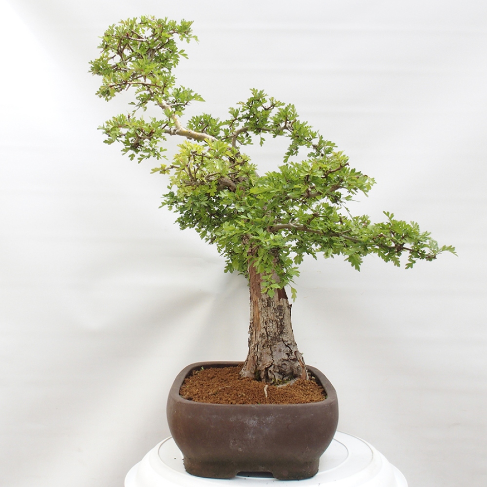 Vonkajší bonsai - Hloh - Crataegus monogyna