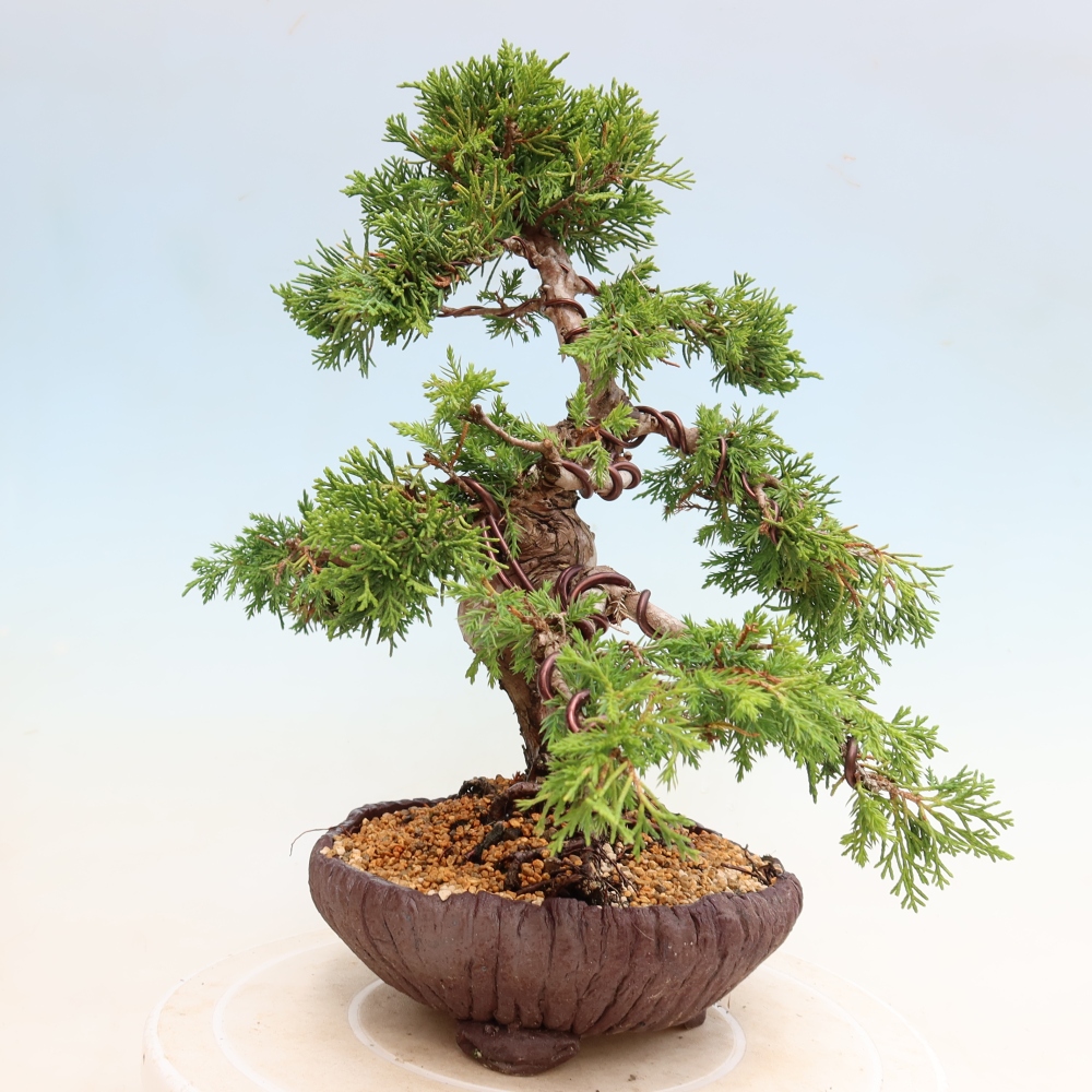 Vonkajší bonsai – Juniperus chinensis Itoigawa – čínsky jalovec