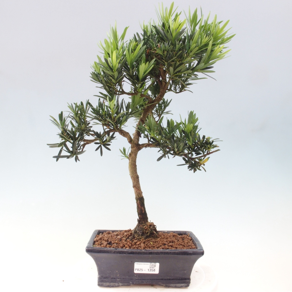 Izbová bonsai - Podocarpus - Kamenný tis