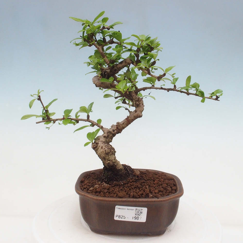 Izbová bonsai - Carmona macrophylla - Čaj fuki