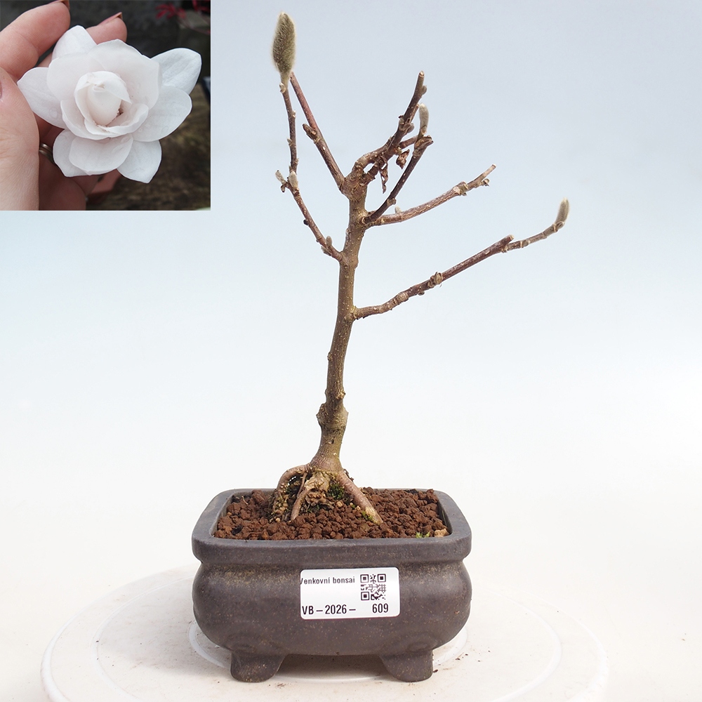 Vonkajšie bonsaje - Magnolia stellata