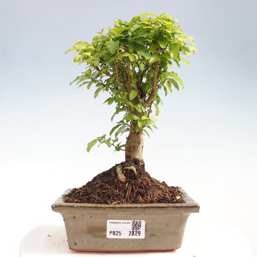 Izbová bonsai -Ligustrum chinensis - Vtáčí zob