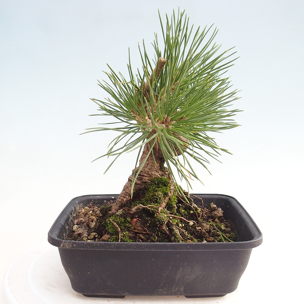 Vonkajšie bonsaje - Pinus thunbergii - borovica Thunbergova