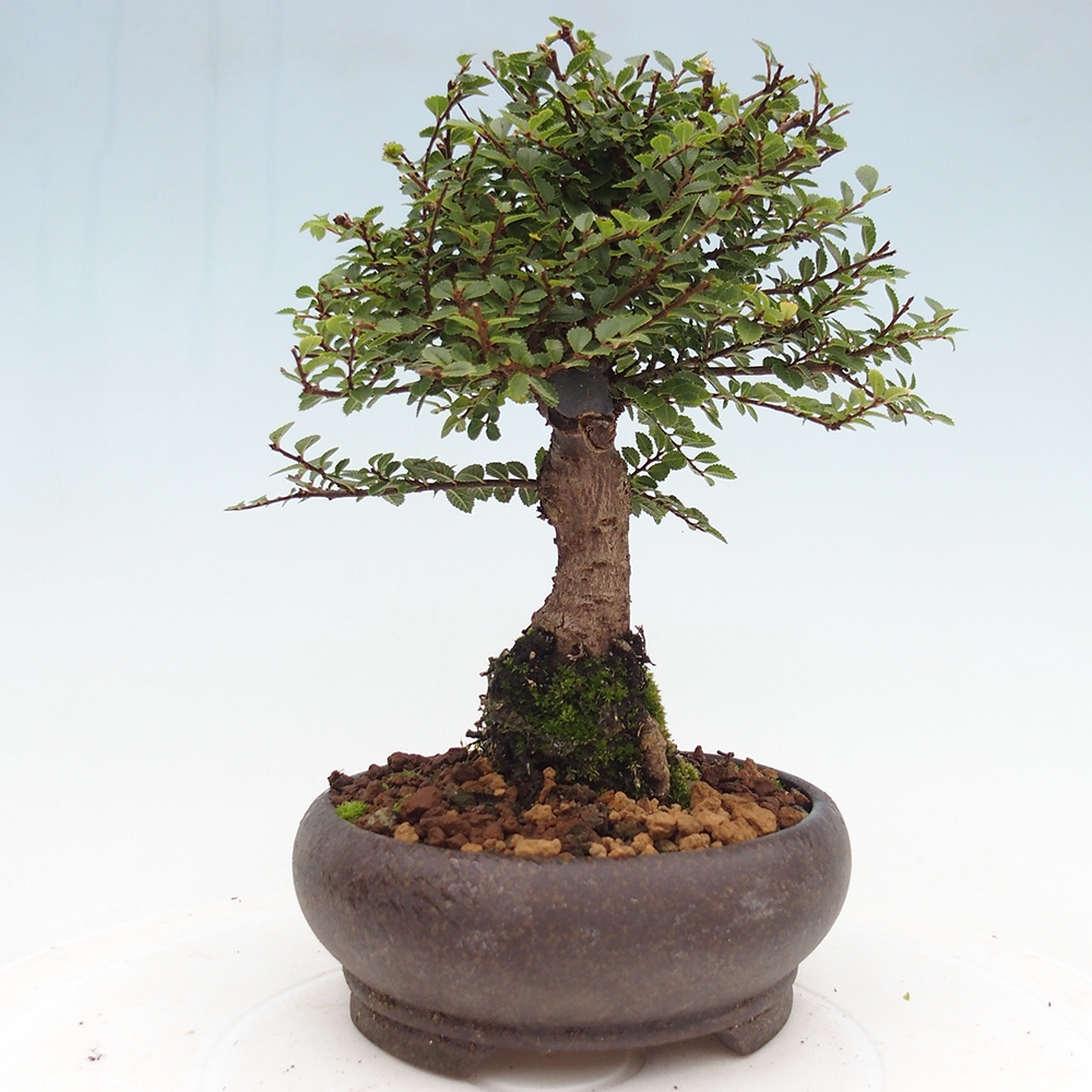 Vonkajší bonsaj - Ulmus parvifolia Hokkaido - čínsky brest